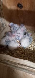 Baby regenbogen, Dieren en Toebehoren