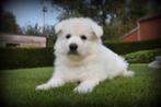 Prachtige Zwitserse Witte Herder pups, Dieren en Toebehoren, Honden | Herdershonden en Veedrijvers, België, CDV (hondenziekte)