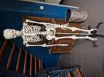 Anatomisch skelet 1m80, Hobby en Vrije tijd, Cursusmateriaal, Ophalen, Zo goed als nieuw, Taal en Studie
