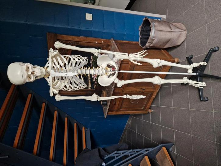 Anatomisch skelet 1m80, Hobby en Vrije tijd, Cursusmateriaal, Zo goed als nieuw, Taal en Studie, Ophalen