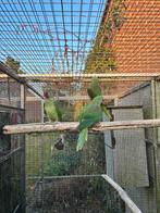 1-1 Broedrijp grote Alexander parkiet, Meerdere dieren, Parkiet, Geringd