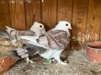 Oud oosterse meeuwtjes, Dieren en Toebehoren, Vogels | Duiven, Geslacht onbekend, Overige soorten