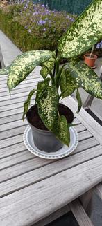 mooie gezonde kamerplant Dieffenbachia,, Ophalen