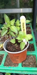 10 soorten munt, Vaste plant, Ophalen of Verzenden, Halfschaduw, Kruiden