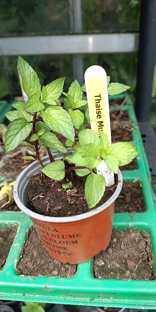 10 soorten munt, Tuin en Terras, Planten | Tuinplanten, Vaste plant, Kruiden, Halfschaduw, Zomer, Ophalen of Verzenden