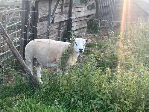 Ramlammeren texel/swifter, Dieren en Toebehoren, Schapen, Geiten en Varkens, Schaap, Mannelijk, 0 tot 2 jaar