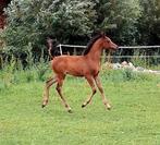Arabisch hengstje, Dieren en Toebehoren, Paarden, Hengst, Gechipt