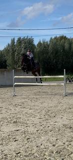 Allround Sportpaard (ruin), Dieren en Toebehoren, Ruin, L, 11 jaar of ouder