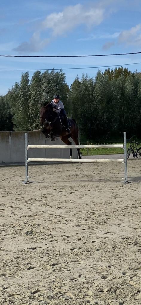 Allround Sportpaard (ruin), Dieren en Toebehoren, Paarden, Ruin, L, 11 jaar of ouder