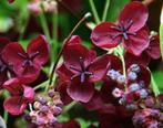 Akebia quinata, Tuin en Terras, Planten | Tuinplanten, Ophalen, Vaste plant, Halfschaduw, Klimplanten