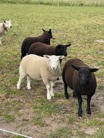Mooie baggerbont x swifter lammeren, Dieren en Toebehoren, Schapen, Geiten en Varkens, Meerdere dieren, Schaap, 0 tot 2 jaar