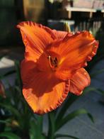 Daglelie Mauna Loa, Tuin en Terras, Planten | Tuinplanten, Ophalen, Vaste plant, Overige soorten, Volle zon