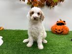 Nestje Koningspoedel pups, Poedel, België, CDV (hondenziekte), 8 tot 15 weken