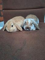 Leuk & lief koppeltje hangoordwergjes, Dieren en Toebehoren, Konijnen, Meerdere dieren, Dwerg, Hangoor, 0 tot 2 jaar