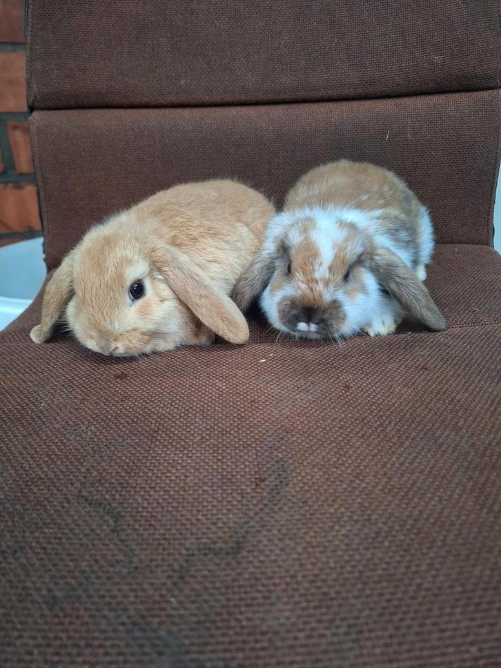 Leuk & lief koppeltje hangoordwergjes, Dieren en Toebehoren, Konijnen, Dwerg, Meerdere dieren, 0 tot 2 jaar, Hangoor