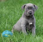 Amerikaanse Stafford pups, Dieren en Toebehoren, Honden | Jack Russells en Terriërs, België, CDV (hondenziekte), 8 tot 15 weken