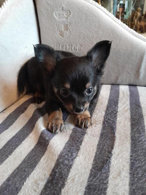 chihuahua, Dieren en Toebehoren, Honden | Chihuahua's en Gezelschapshonden, Teef, Chihuahua, Particulier, Meerdere, België, 8 tot 15 weken