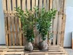 laurier prunus novita voor hagen, Ophalen, Laurier