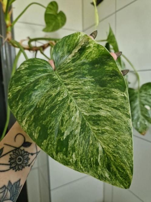 Philodendron giganteum variegata stekken, Huis en Inrichting, Kamerplanten, Ophalen of Verzenden