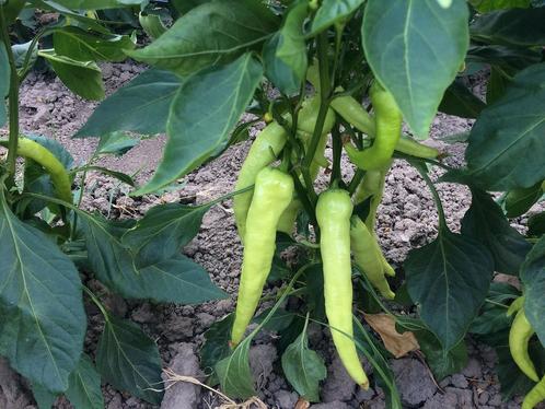 Peper zaden Yalova çarliston 341, Tuin en Terras, Bloembollen en Zaden, Zaad, Ophalen of Verzenden