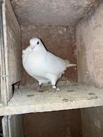 Figurita duiver, Mâle, Autres espèces