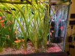 PLANTEN VALLISNERIA, Dieren en Toebehoren, Ophalen, Nieuw, Plant(en), Steen of Hout