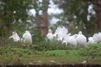 Pauwstaarten, Meerdere dieren, Overige soorten