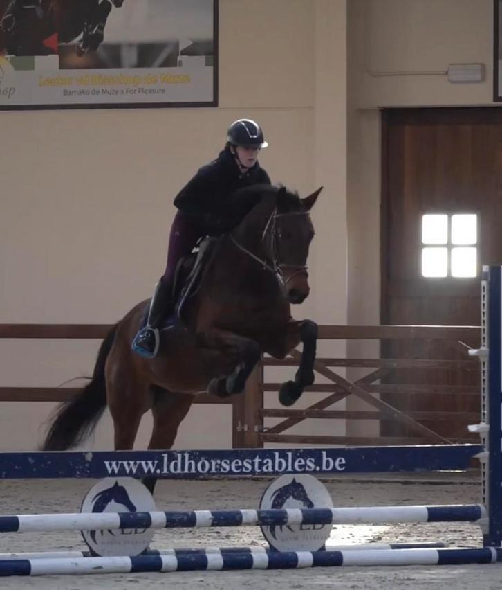 Springpaard te koop!, Dieren en Toebehoren, Paarden, Merrie, Z, 160 tot 165 cm, 7 tot 10 jaar, Springpaard, Met stamboom, Gechipt