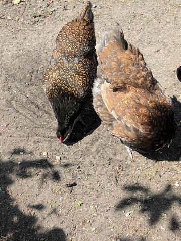broedeieren barnevelder dubbel gezoomd, Poule ou poulet