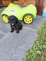 Cavapoo pups, België, CDV (hondenziekte), 8 tot 15 weken, Meerdere