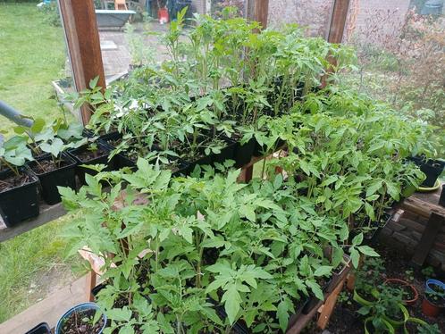 Bio plantgoed: tomaten/ zoete aardappel/ szechuan pepper/..., Tuin en Terras, Planten | Tuinplanten, Ophalen