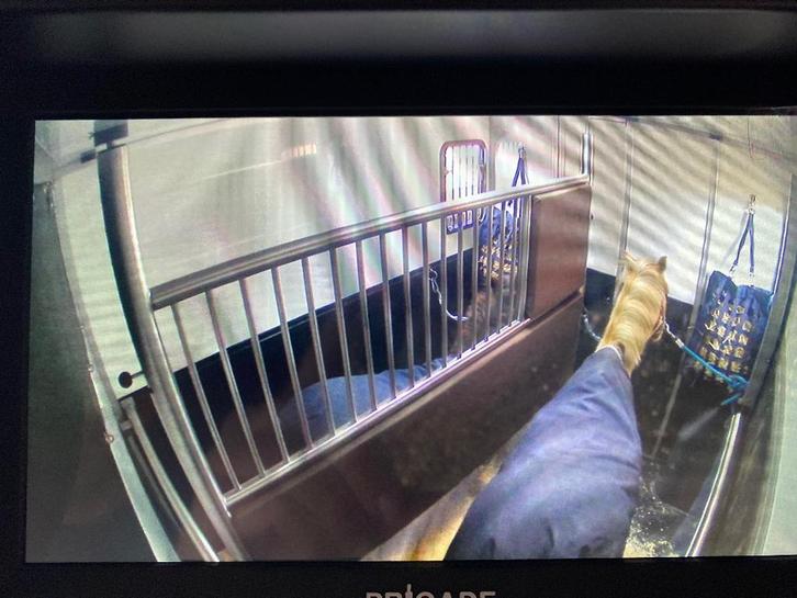 Horsetaxi H&S, Dieren en Toebehoren, Paarden