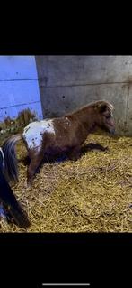 Appaloosa shetlander hengst, Niet van toepassing, Hengst, A pony (tot 1.17m), 3 tot 6 jaar
