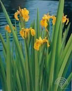 Vijverplanten gele iris, Ophalen, Gebruikt