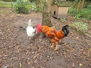 Haan beschikbaar voor biedingen