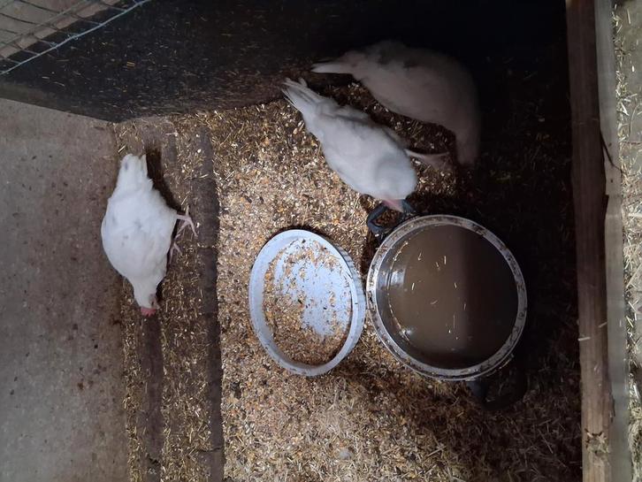 Halfwas kuikens, Dieren en Toebehoren, Pluimvee