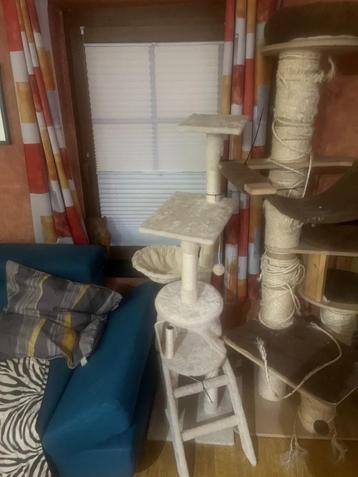 Maine Coons Big Cat Trees te koop. beschikbaar voor biedingen