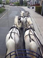 2 span Welsh pony’s inclusief 2 span tuig, Gechipt, B pony (1.17m tot 1.27m), 11 jaar of ouder, Merrie