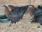 Araucana en marans, Dieren en Toebehoren