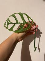 Monstera Obliqua, Ophalen of Verzenden