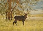 WATERBOK, Verzamelen, Postkaarten | Dieren, Verzenden, Ongelopen, Wild dier