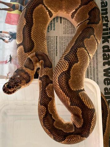 1.0 enchi clown proven beschikbaar voor biedingen