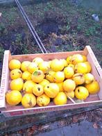 Veel biologische kweeperen van 5 kg, Ophalen, Nieuw