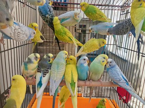 Zeer mooie gekleurde golvende parkieten te koop, Dieren en Toebehoren, Vogels | Parkieten en Papegaaien, Parkiet, Meerdere dieren