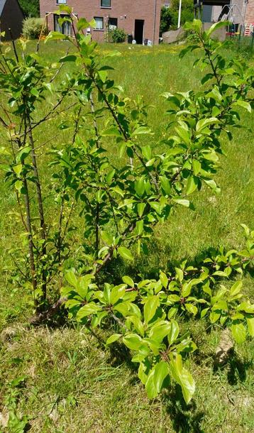 Fruitiers beschikbaar voor biedingen