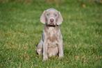 Weimaraner pups te koop - Beide ouders aanwezig, Parvo, België, Overige rassen, 8 tot 15 weken