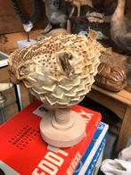 Zeevis oude egel vis opgezette, Ophalen of Verzenden