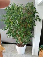 Ficus Benjamina, Ficus, Ophalen of Verzenden