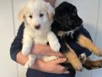 Knappe border collie pups, Dieren en Toebehoren, Honden | Herdershonden en Veedrijvers, België, CDV (hondenziekte), 8 tot 15 weken