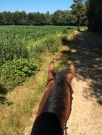 GEZOCHT: Zadelmak maken paard, Dieren en Toebehoren, Paarden, Ruin, Zadelmak, 170 tot 175 cm, Springpaard